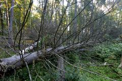 Metsien merkittävin hiilivarasto on maaperässä, karikkeessa ja lahopuussa. Kuva Riku Lumiaro.