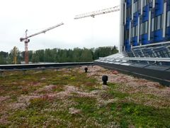 EG-Trading kasvattaa Nordic Green Roof® -maksaruohomattoja Tammisaaressa. Valikoimaan kuuluu laaja valikoima muitakin viherrakentamisen ratkaisuja.