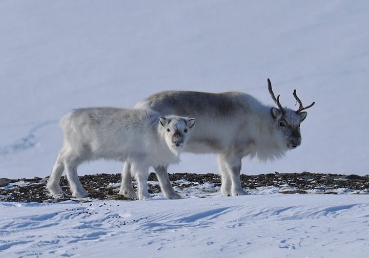 Huippuvuortenpeuravaadin ja -vasa. Kuva: Eric Ropstad