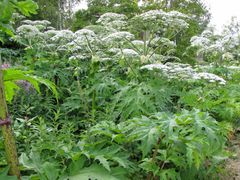 Kaukasianjättiputki_Heracleum_mantegazzianum_Terhi Ryttari, SYKE