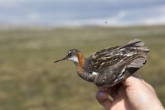 Vesipääskykoiras Kuva: Heikki Eriksson / Avescapes