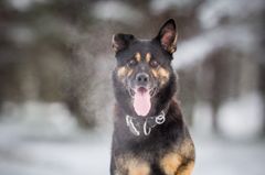 Schäfern Routa är Årets polishund 2017. Bild: Kennelliitto/Jukka Pätynen