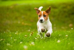 Jack russell terrier, bild: Aino Pikkusaari