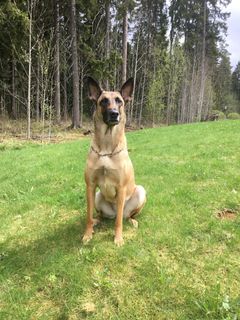 Belgianpaimenkoira malinois, kuva Päivi Thil.