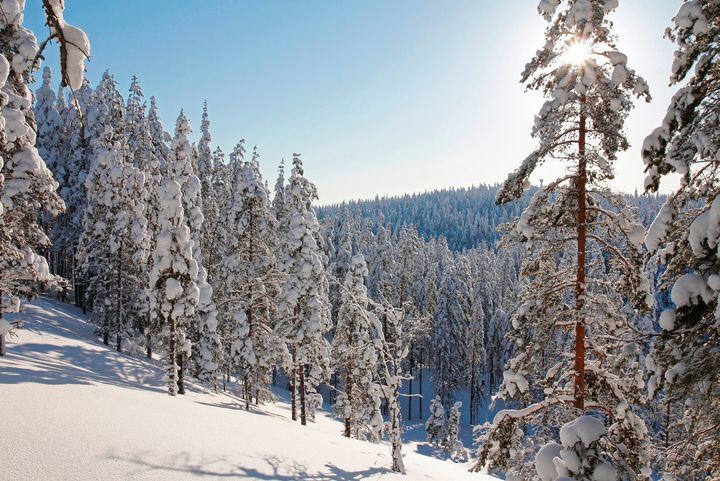 Rokua Geopark, Pookivaara, kuva: Hannu Kivelä