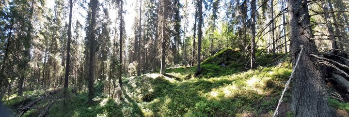 Järeä ja iäkäs kuusikko luo peikkometsän tuntua. (Kuva: Suvi Schroderus)