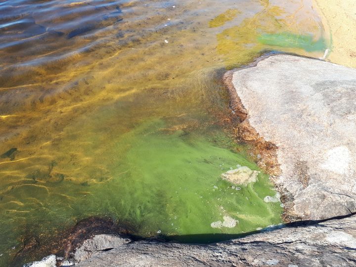 Lämpimällä ja tyynellä säällä sinilevä voi nousta pintaan ja kertyä rannalla havaittavaksi esiintymäksi. Kuvassa vähäinen määrä sinilevää Inarijärven rannalla kesällä 2018. Kuva: Annukka Puro-Tahvanainen