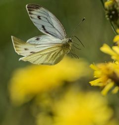 Kuva: Pieris napi, lanttuperhonen. Kuva Oulun yliopisto / Sami Kivelä