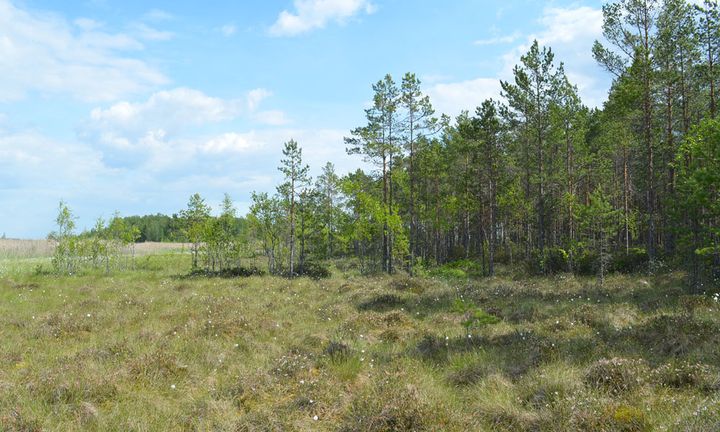 Metsä-Varsannan alue rajautuu suoraan Palusjärven suojeltuun lintuveteen ja sen rantaluhtiin. Kuva Sari Jaakkola