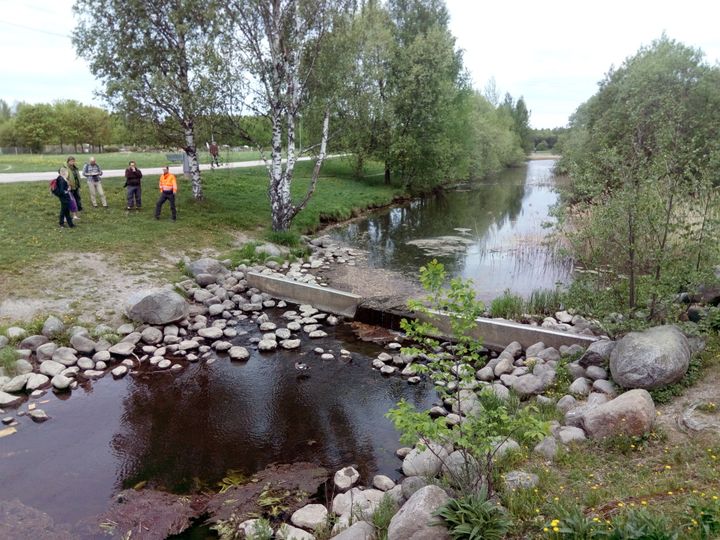 Helsingin kaupunki tekee yhteistyötä eri tahojen kanssa jokien ja purojen kunnostuksessa ja hoidossa. Katselmus Mätäjoella Trumpettipuiston padolla vuonna 2018. Kuva: Manu Vihtonen / WWF Suomi