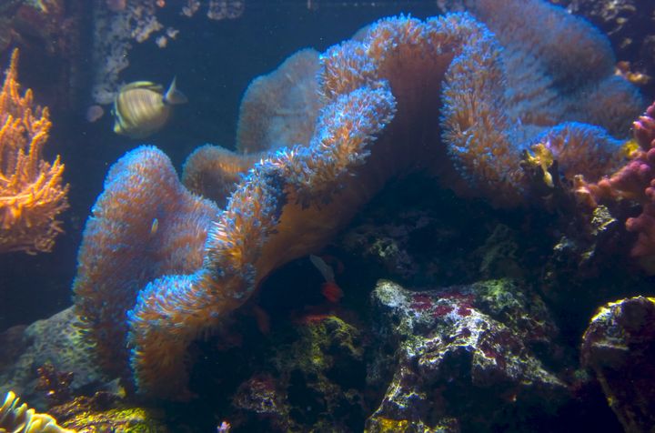 Emman ja Kamun kotivuokko on jättiläismattovuokko (Stichodactyla gigantea). Jättiläismattovuokkoa pidetään vaikeahoitoisena, mutta SEA LIFEn on tullut Indonesiasta Suomeen jo 90-luvulla ja on yhä erittäin elinvoimainen.