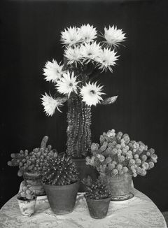 Hanna Heinilä: Kaktusasetelma, 1910-luku
