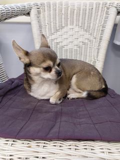 Chihuahua Sulo.