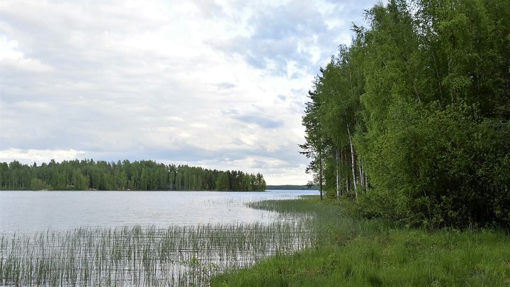 Kuva Kihniön Nerkoojärveltä. Siellä ei tarkkailla sinilevätilannetta.