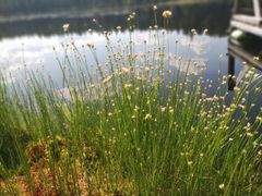 Tähtisaraa lammen rannalla.