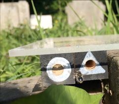 Muurarimehiläisnaaras tarkkailee aikaisemmin pesineen lajin pesää. Kuva: Olli Loukola
