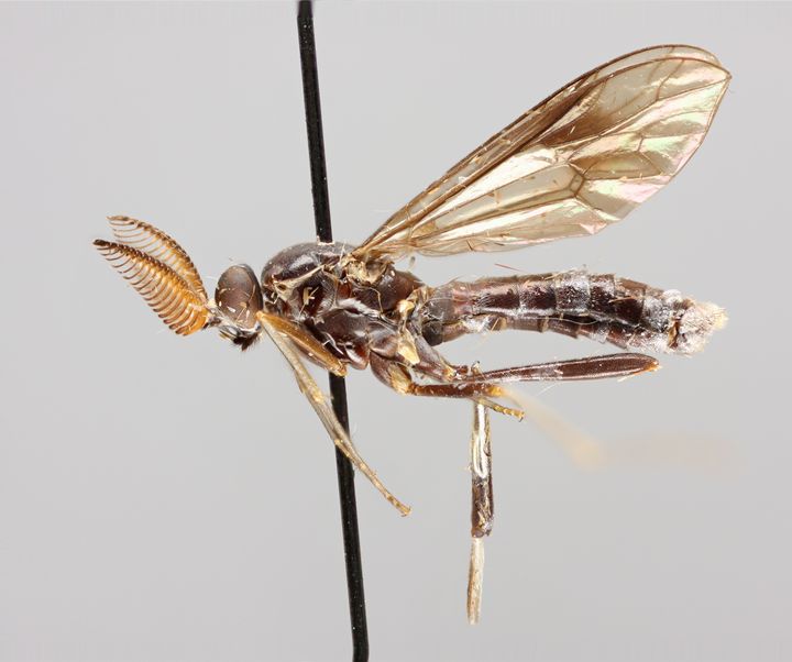 Luomuksen kokoelmista löytyvä tyyppiyksilö Rachicerus robustus on kotoisin Filippiineiltä (kuva: Luomus)