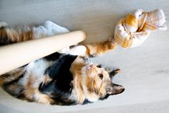 Kissaa voi aktivoida yksinkertaisilla keinoilla, kuten laittamalla ruokaa pyyherullan sisälle kissan metsästettäväksi. Kuvassa Soma-kissa leikkii. Kuvaaja Ronja Määttä.