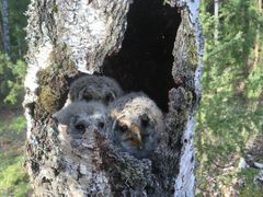 Viirupöllö, Strix uralensis. Kuva: Aleksi Lehikoinen