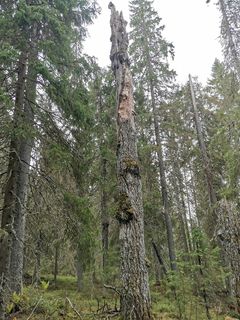 Luonnonsuojelualueen metsät ovat pääosin vanhoja luonnontilaisia tai luonnontilaisen kaltaisia kuusivaltaisia metsiä. Kuva: Pekka Manninen.