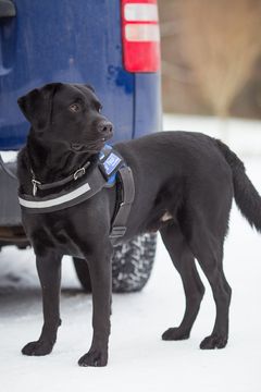 Vuoden Tullikoira 2016 on labradorinnoutaja Nuutti ”Lexi”. Kennelliitto/Jukka Pätynen.
