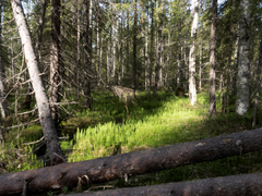 Sotkamon Hoikkavaaran luonnonsuojelualueen elinympäristötyyppejä ovat lahopuustoiset vanhat metsät, luonnontilaiset pienvedet, puustoiset rämeet ja korvet. Kuva Teppo Helo.