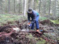 Kuusen juuria sahattiin tutkimuksen näytteeksi.