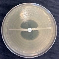 NDM-bakteerin testaus karbapenemaasin tuoton varalta, nk. apila-testi. Kuva: Thomas Grönthal.