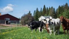 Kaikki suonenjokelaismeijerin tilat kattanut laskenta osoitti kivennäismaiden ilmastohyödyt turvepeltoihin verrattuna.