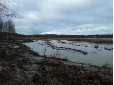 Hauen ja vesilintujen lisääntymisalueeksi kunnostettua ruovikkoa
Valkealan Haukkajärvellä syksyllä 2021.