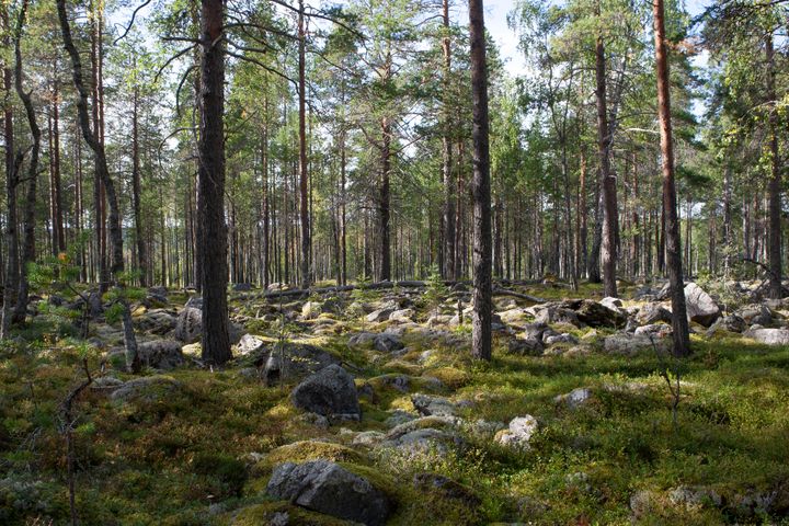 Teerivaaran lajistollisesti arvokasta vanhan metsän aluetta. Kuva Teppo Helo.