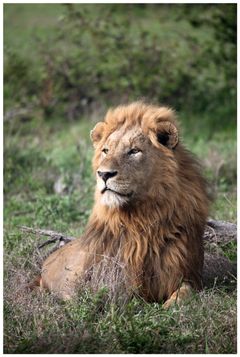 Leijona Kruger National Park-luonnonpuistossaa Etelä-Afrikassa. Kuva: Enrico Di Minin