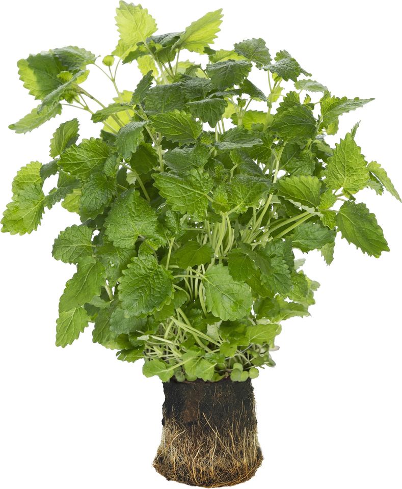 Sitruunamelissa__Paperiruukku