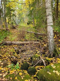 Niipperinpellon rinnelehto