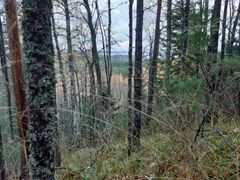 Harjurinteen metsää Pöllönvaaran-Kruununkankaan Natura-alueelta. Kuva: Sonja Hurskainen / Pohjois-Karjalan ELY-keskus.