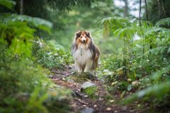 Shetland sheepdog, bild: Jukka Pätynen/koirakuvat.fi