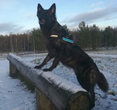 Hollanninpaimenkoira Kaida löysi pahasti kylmettyneen tajuttoman pojan.