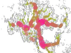 Kuvassa värilliset ympyrät kertovat kuinka keskeisellä paikalla kukin heinäratamopopulaatio sijaitsee Ahvenanmaan tieverkostoon nähden.