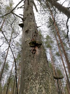 Pystyyn keloutuvat männyt turvaavat alueen lahopuujatkumoa. Kuva: Kainuun ELY-keskus, Marja Manninen