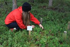 Kuva 2. Viivi Niskan,15, 4H-yritys Vivahde teki kesällä marjasatohavainnointia Luonnonvarakeskuksen apuna. Yritys myy myös luonnontuotteita ja tekee pieniä metsätöitä. Kuva: Anne Annala.