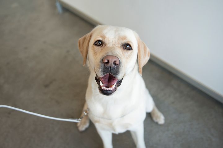 Labradorinnoutaja, kuva: Ida Photography