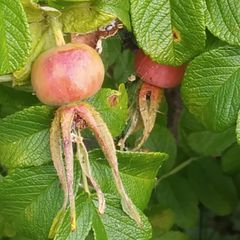 Kurtturuusun kiulukat kannattaa kerätä syksyllä ja toimittaa ne palavien jätteiden mukana hävitettäväksi. (Kuva: Reima Leinonen).