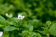 Ruohokanukka. Kuva: Kainuun ELY-keskus