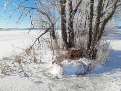 Punasotkalle viety pesimälaatikko Vesijärvellä Lahdessa. Kuva: Hannu Sillanpää.