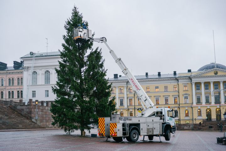 Torille sopivalla kuusella olisi hyvä olla pituutta 12–17 metriä. Kuva: Jussi Hellsten