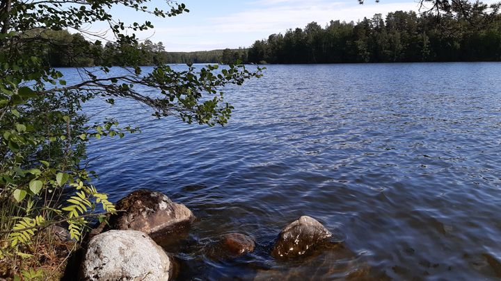 Useimmissa Pirkanmaan järvissä, kuten kuvan Vesijärvessä Kangasalla, ei ole havaittu sinileviä. Kuva: Sabina Mäki