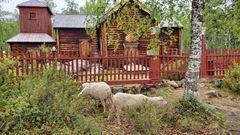 Lampaat saapuivat Pielpajärven kirkolle viikonloppuna. Kuva: Maarit Kyöstilä