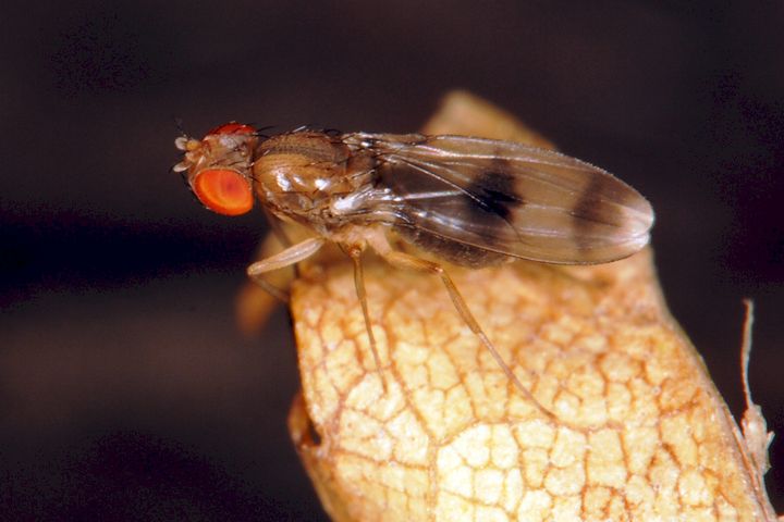 Chymomyza amoena-mahlakärpänen, jonka suomalainen ensihavainto tehtiin vuonna 2007, kun Henry Ekholm valokuvasi tämän kärpäsen Lappeenrannassa. Samana vuonna se löytyi myös Turusta ja uudempia havaintoja on Loviisasta, Porvoosta, Vantaalta ja Espoosta. (Kuva: Henry Ekholm)