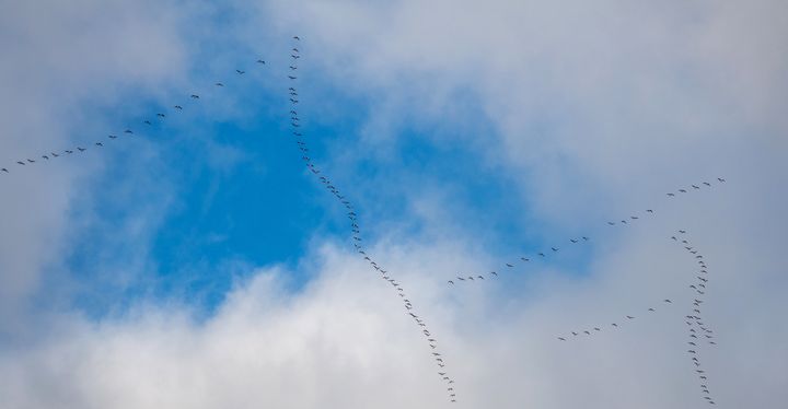 Valkoposkihanhia Rääkkylässä 24.9.2022. Kuva: Jari Kontiokorpi / Pohjois-Karjalan ELY-keskus.