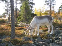 Kuva: Hannu Linjakumpu / Lapin ELY-keskus.